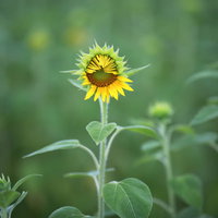 夏に開花を始めた向日葵の花と緑の茎、つぼみの写真