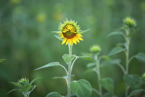 夏に開花を始めた向日葵の花と緑の茎、つぼみ