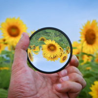 フィルター越しに見る満開の向日葵畑の写真