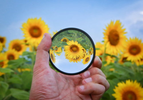 フィルター越しに見る満開の向日葵畑
