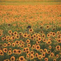 満開のひまわり畑に置かれた麦わら帽子と夏の風景の写真