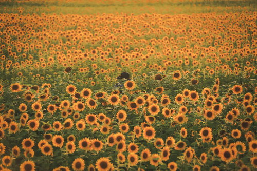 満開のひまわり畑に置かれた麦わら帽子と夏の風景