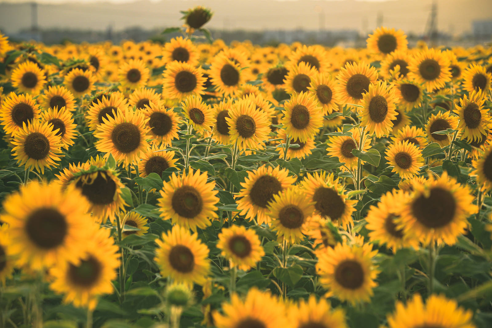 一面に広がる満開のひまわり畑、黄色い花が太陽の光で輝く夏の風景