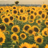 夏の満開ひまわり畑に咲き誇る向日葵の壮大な風景の写真