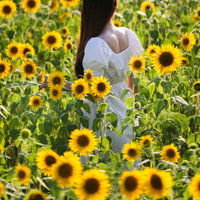 満開のひまわり畑に立つ白い服の女性の後ろ姿の写真
