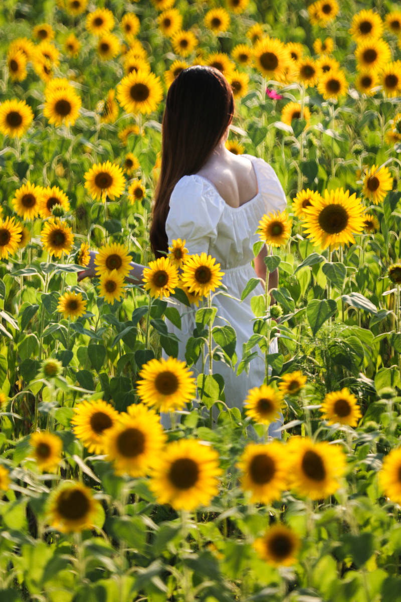 満開のひまわり畑の中に立つ白い服を着た女性の後ろ姿