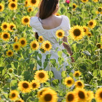 夏の向日葵畑に立つ白いトップスの女性の後ろ姿の写真