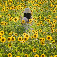 満開のひまわり畑で麦わら帽子を被った女性の写真