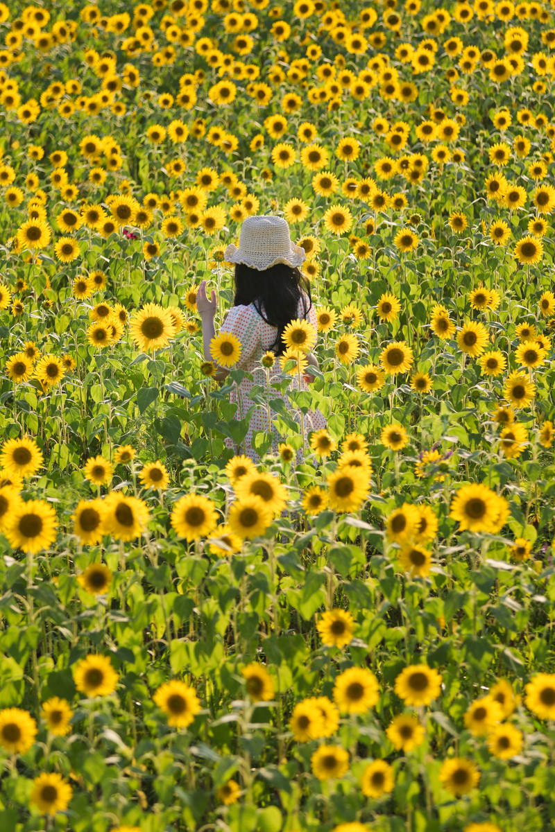 満開のひまわり畑の中で麦わら帽子を被った女性が立つ夏の風景