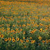 夏の向日葵畑に咲く満開のひまわりの写真