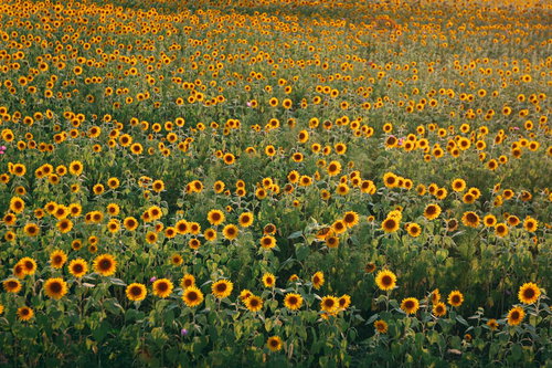 夏の向日葵畑に咲く満開のひまわり