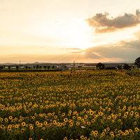 焼けた夕焼け空の下に咲く向日葵畑の夏風景の写真