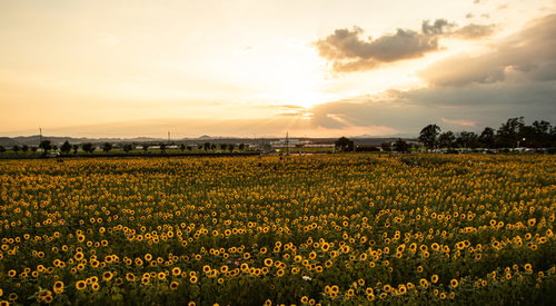 焼けた夕焼け空の下に咲く向日葵畑の夏風景