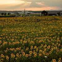 夕焼け空に咲く黄昏時のひまわり畑と風車の夏風景の写真