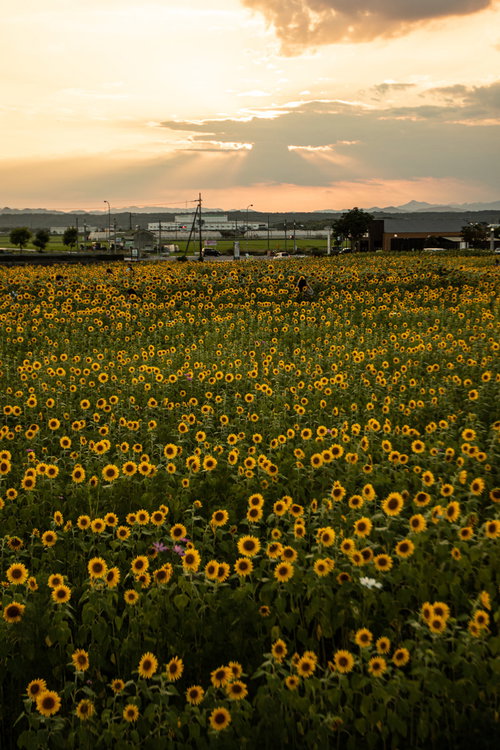 夕焼け空に咲く黄昏時のひまわり畑と風車の夏風景