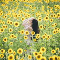 向日葵畑の中心で髪をあげる女性の夏の風景の写真