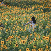 夏の向日葵畑で撮影を楽しむ女性のポートレートの写真