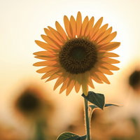 夕日とシンクロした満開の向日葵畑に咲く一輪の輝きの写真