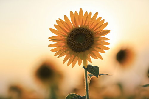 夕日とシンクロした満開の向日葵畑に咲く一輪の輝き