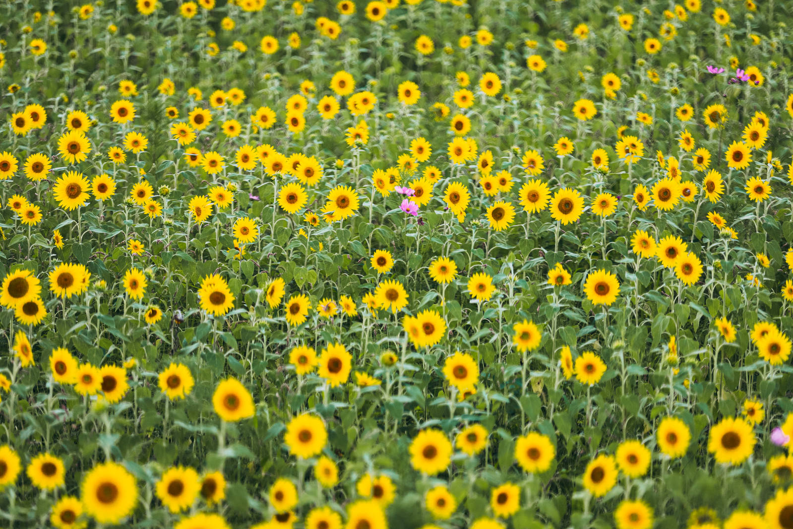 青空の下で満開に咲く黄色いひまわりが一面に広がる夏のひまわり畑
