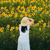 満開のひまわり畑で振り返る白いワンピースの女性の写真