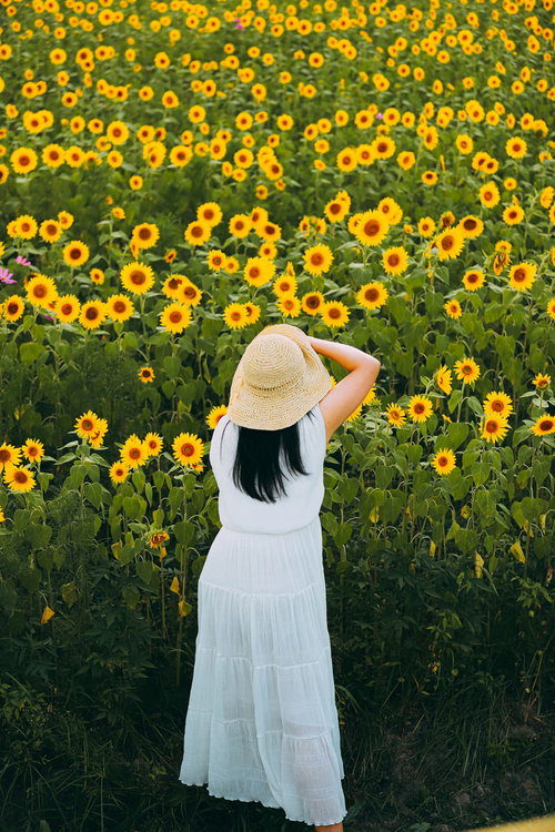 満開のひまわり畑で振り返る白いワンピースの女性