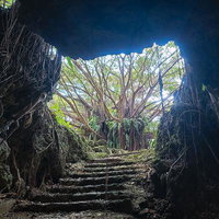洞窟から見えるガジュマルの大木との出会いの写真