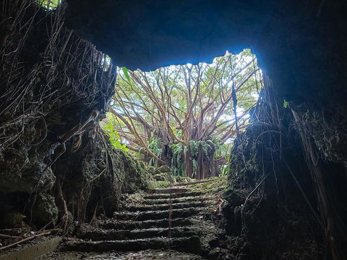 洞窟から見えるガジュマルの大木との出会い