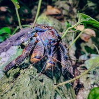 深夜の森から這い出てきた宮古島のヤシガニをクローズアップで撮影の写真