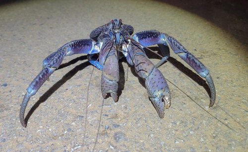 宮古島の砂地に佇むどでかいヤシガニ、大きなハサミと長い脚