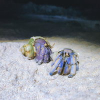 宮古島の砂浜に並ぶヤシガニとオオヤドカリの写真