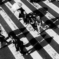 横断歩道の縞模様に映る歩行者の影と交通風景の写真