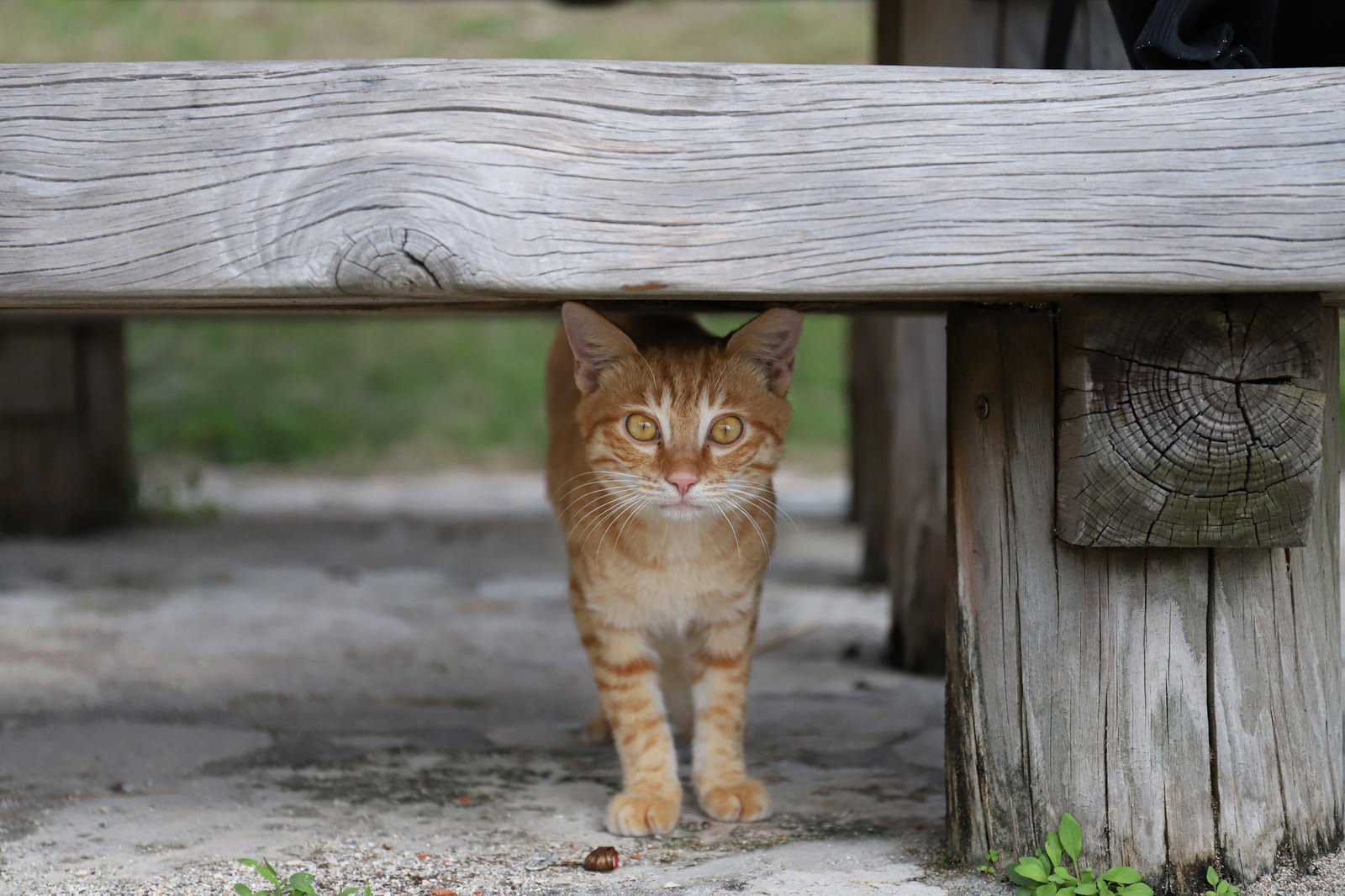 木製ベンチの下から顔を出している茶色とオレンジの縞模様の子猫