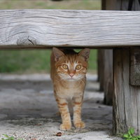 縁の下のにゃんこ、木製ベンチから顔をのぞかせる茶トラ子猫の写真