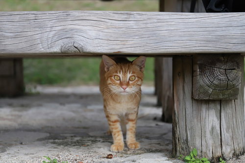 縁の下のにゃんこ、木製ベンチから顔をのぞかせる茶トラ子猫