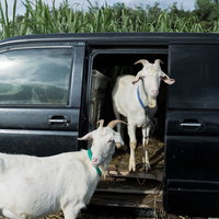 車の荷台でVIP気取りの白いヤギ。牧場の動物の写真