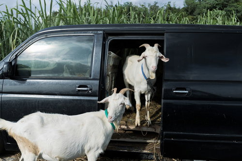 車の荷台でVIP気取りの白いヤギ。牧場の動物