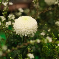緑の庭園に咲く白い菊の花、秋の季節の庭づくりの写真