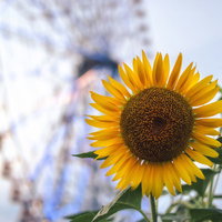 葛西臨海公園のひまわりと観覧車の夏風景の写真