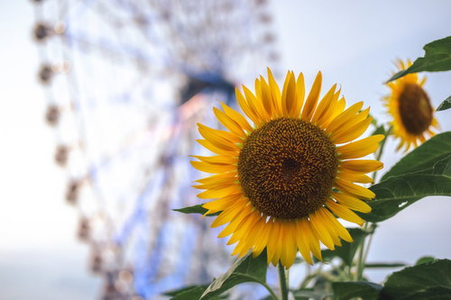 葛西臨海公園のひまわりと観覧車の夏風景