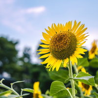青空に向かって咲く向日葵の満開時期と夏の風景の写真