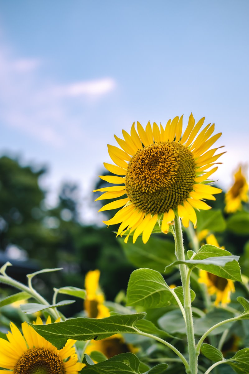 青空を背景に空に向かって咲く黄色い向日葵の花