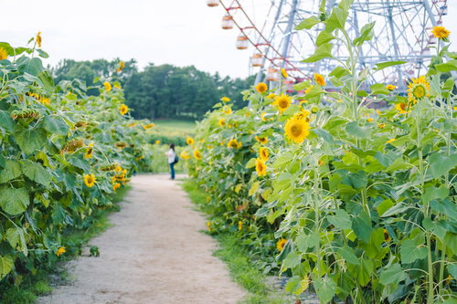 葛西臨海公園の満開ひまわり畑と観覧車