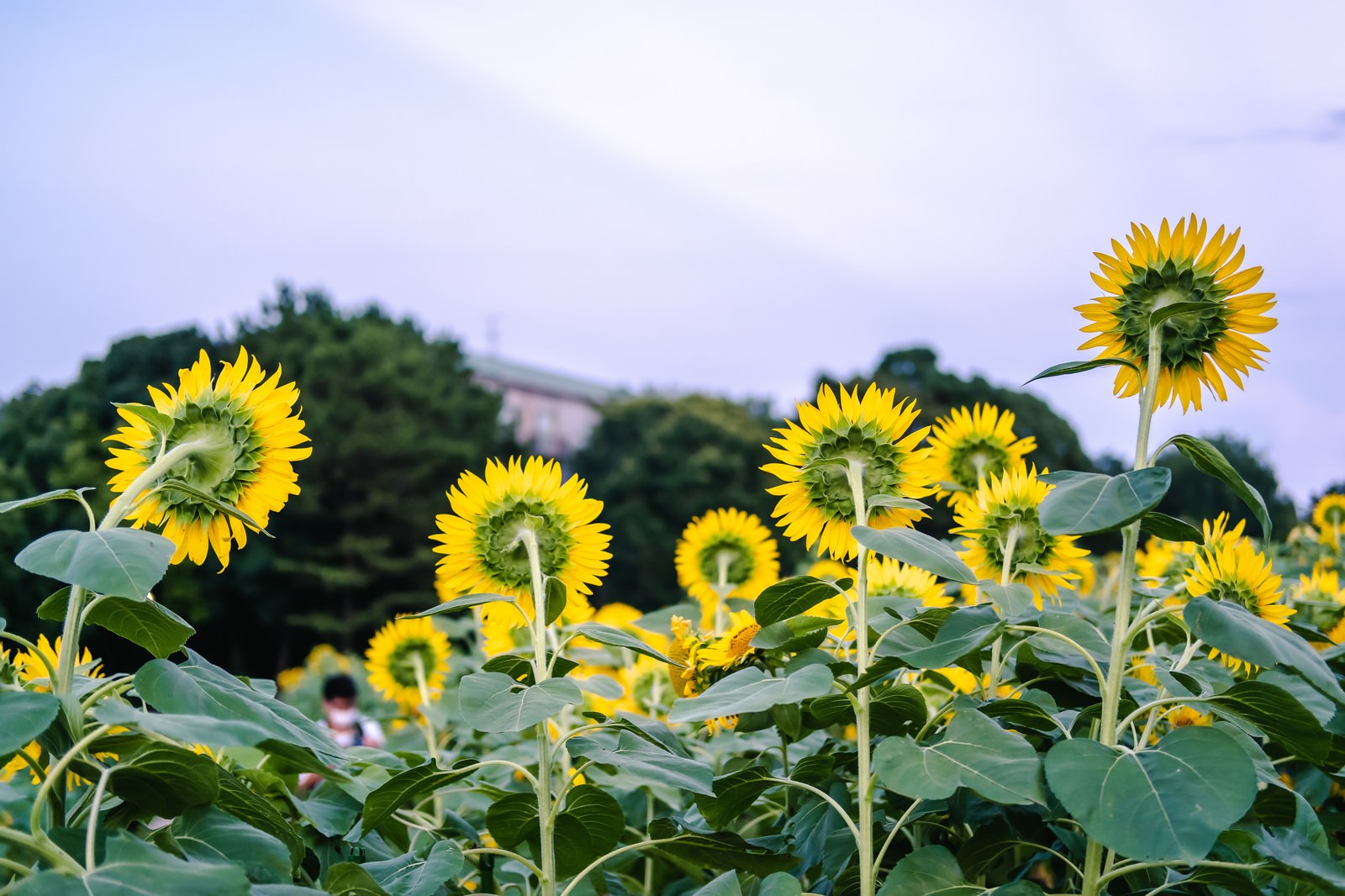 ひまわり畑で後ろ向きに咲く向日葵と奥に並ぶ黄色いひまわりの花