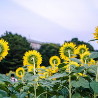 ひまわり畑で後ろ向きに咲く向日葵と正面を向いた黄色い花々の写真