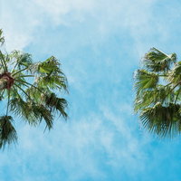 白い雲が浮かぶ青空とヤシの木が立つ南国の風景の写真