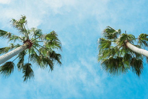 白い雲が浮かぶ青空とヤシの木が立つ南国の風景