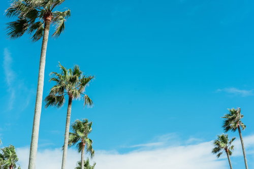 逗子マリーナに並ぶヤシの木と青空、南国リゾートの雰囲気