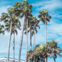 逗子マリーナに立ち並ぶヤシの木と青空の絶景の写真