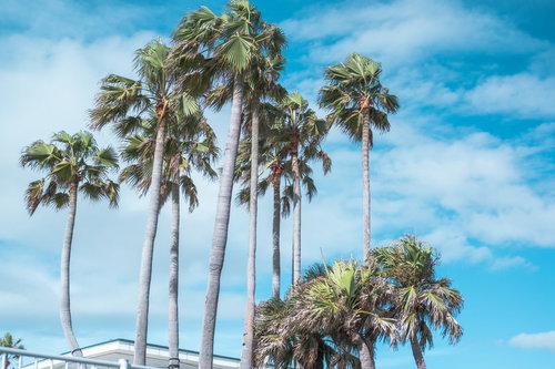 逗子マリーナに立ち並ぶヤシの木と青空の絶景